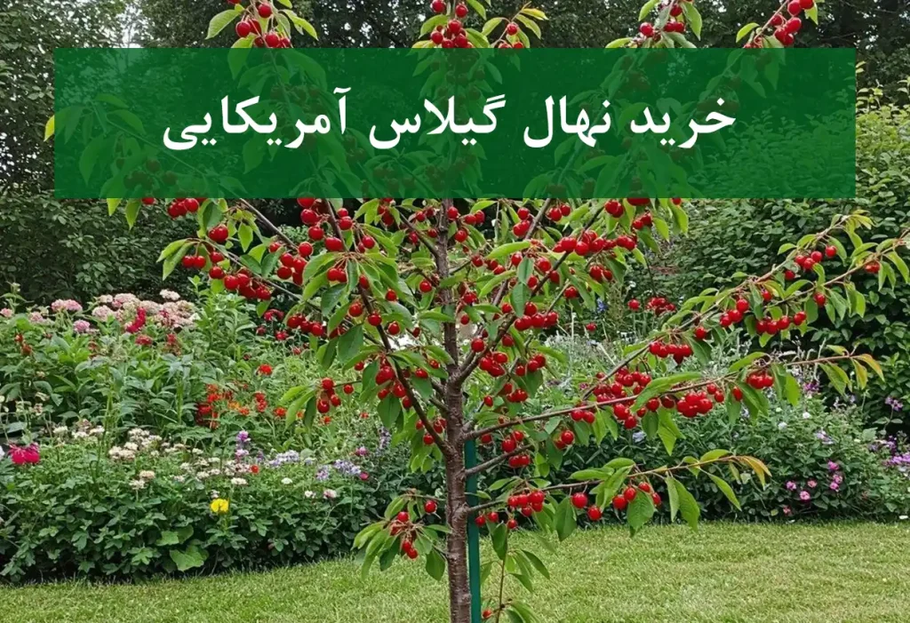 خرید نهال گیلاس آمریکایی + نهال سالم و پربار