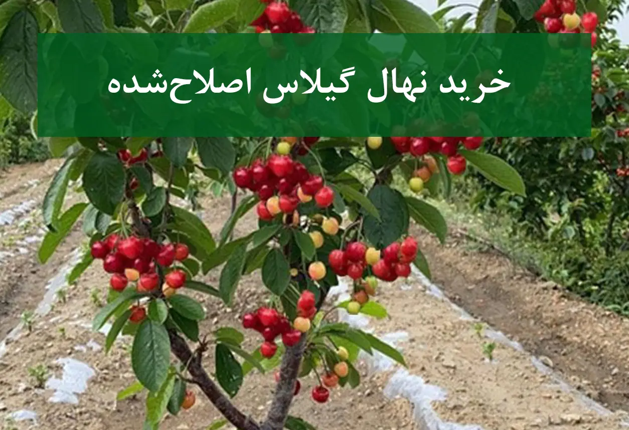 خرید نهال گیلاس اصلاح شده + نهال سالم و پربار