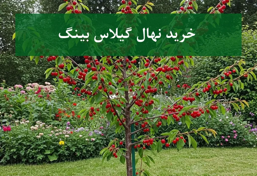 خرید نهال گیلاس بینگ + نهال سالم و پربار
