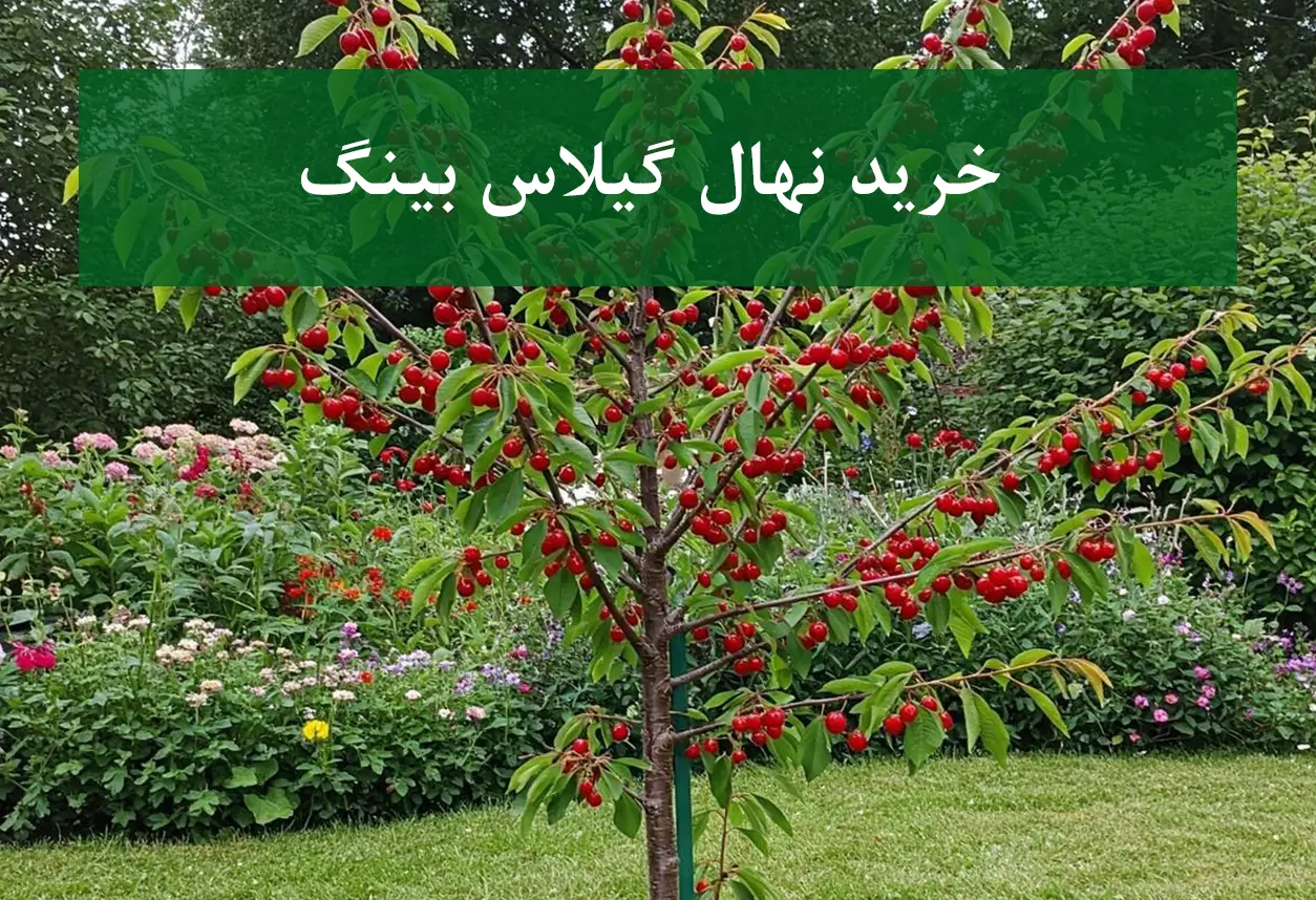 خرید نهال گیلاس بینگ + نهال سالم و پربار