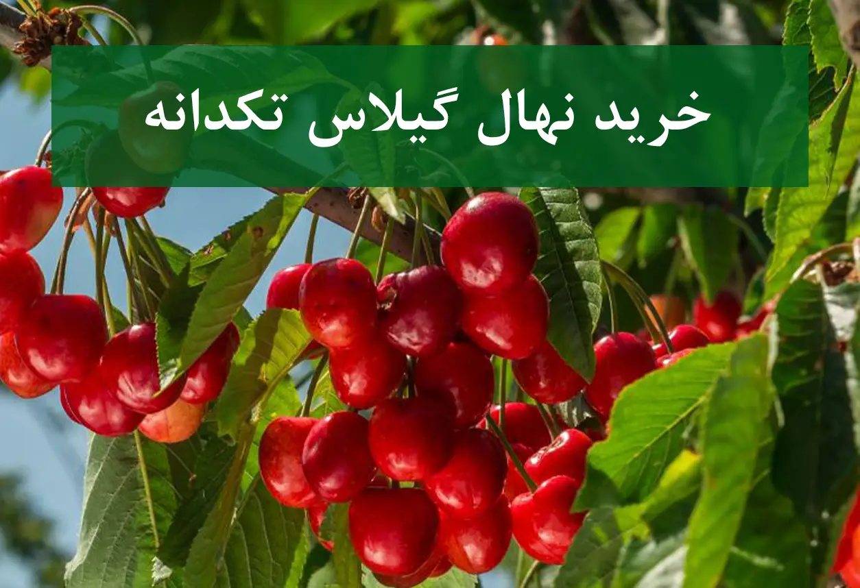 خرید نهال گیلاس تک دانه + نهال سالم و پربار