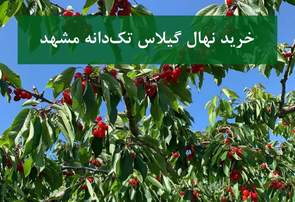 خرید نهال گیلاس تک‌دانه مشهد + نهال سالم و پربار