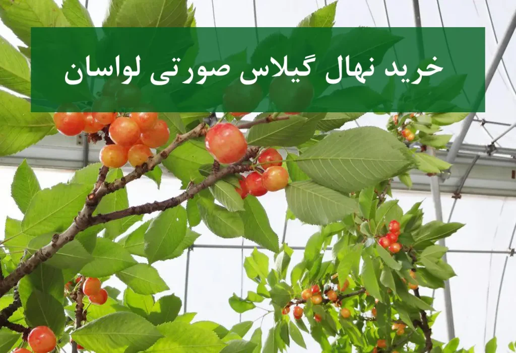 خرید نهال گیلاس صورتی لواسان + نهال سالم و پربار