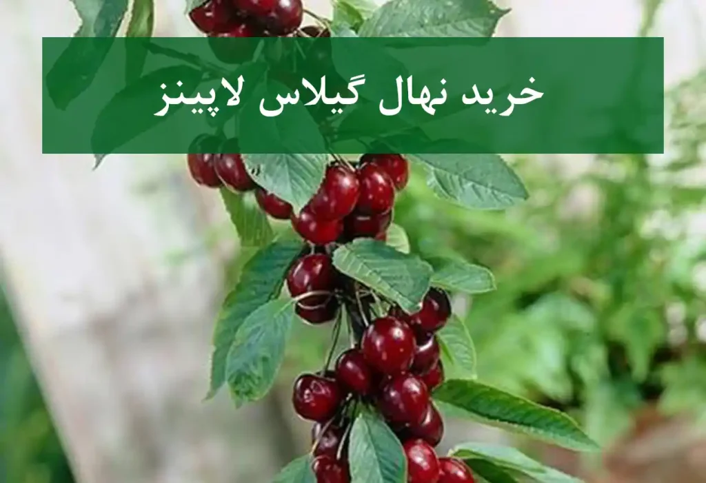 خرید نهال گیلاس لاپینز + نهال سالم و پربار