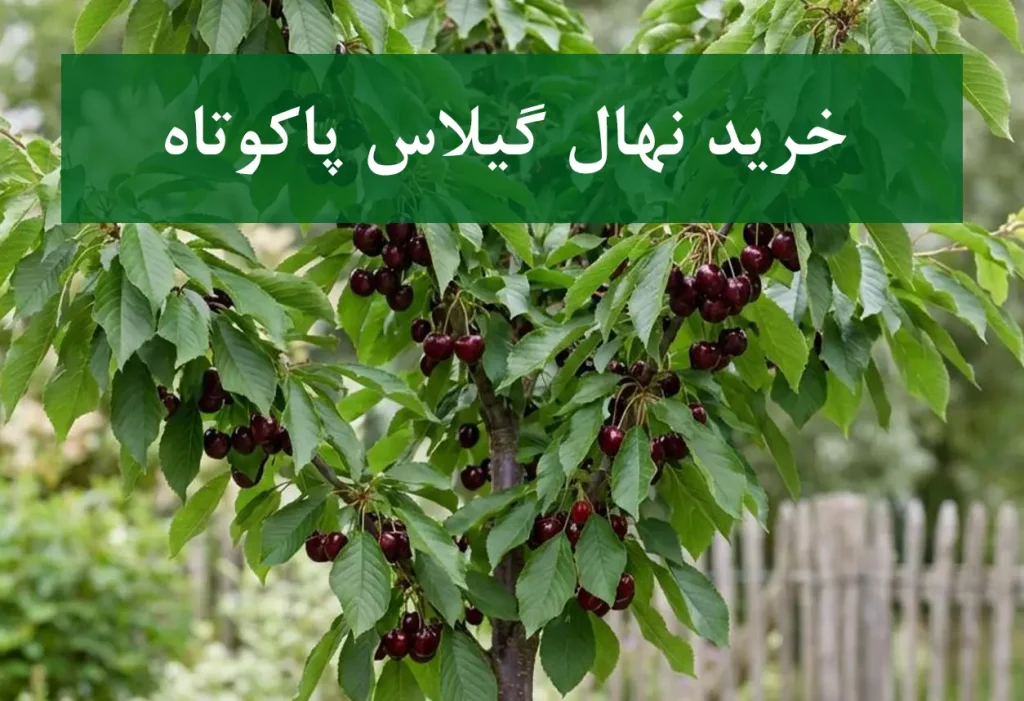خرید نهال گیلاس پاکوتاه + نهال سالم و پربار