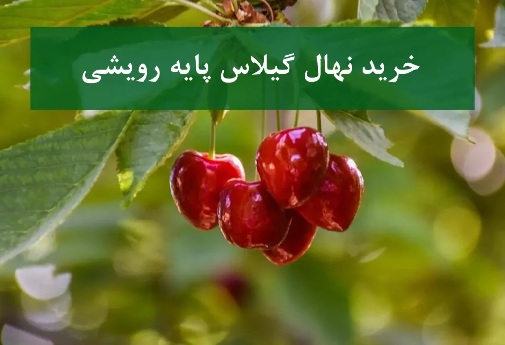 خرید نهال گیلاس پایه رویشی + نهال سالم و پربار