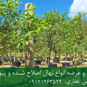 خرید نهال گیلاس پیوندی گلدانی + نهال سالم و پربار