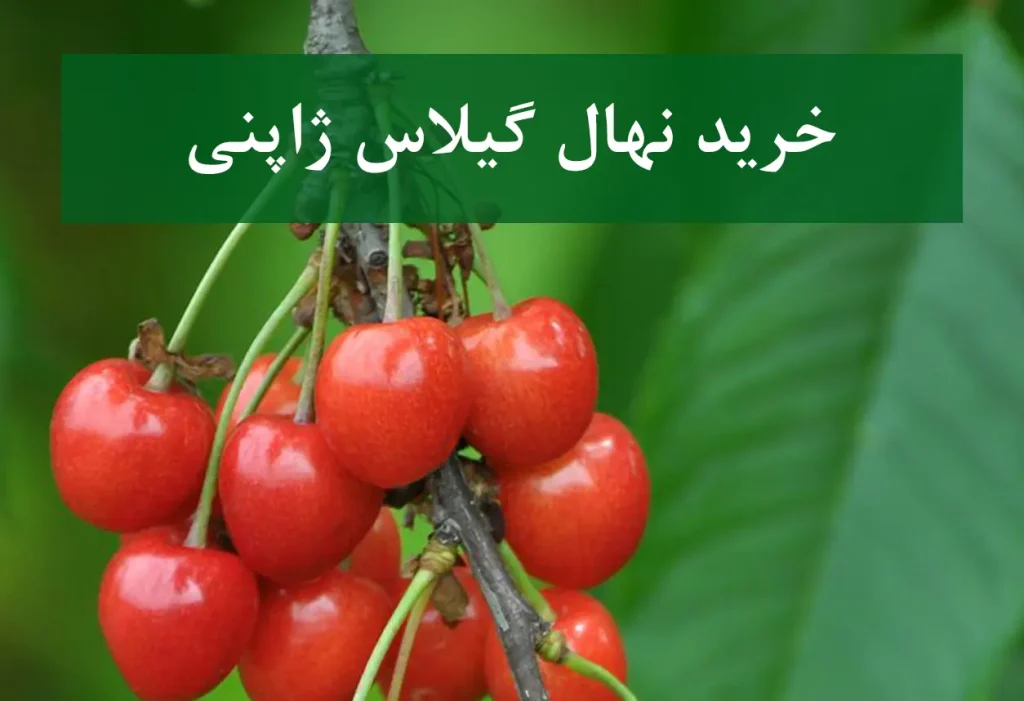 خرید نهال گیلاس ژاپنی + نهال سالم و پربار