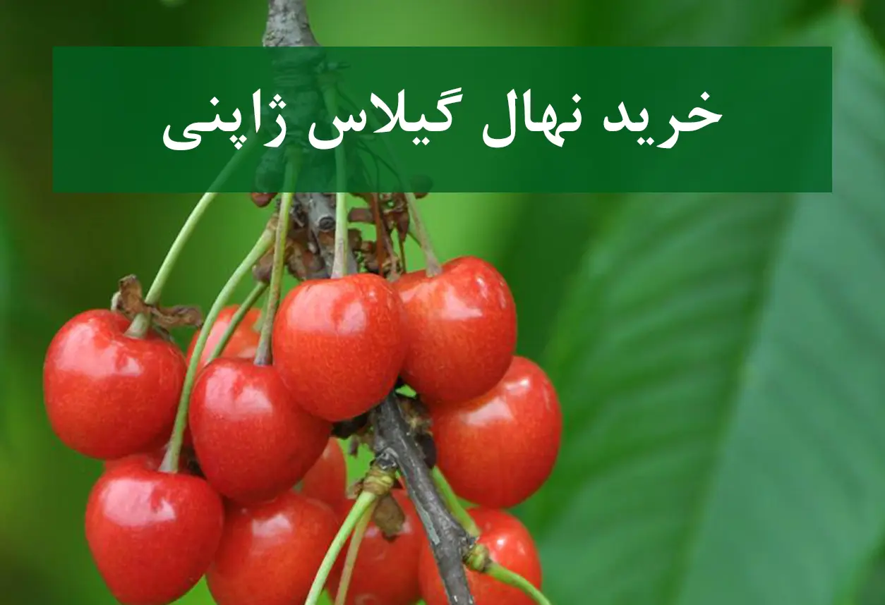 خرید نهال گیلاس ژاپنی + نهال سالم و پربار