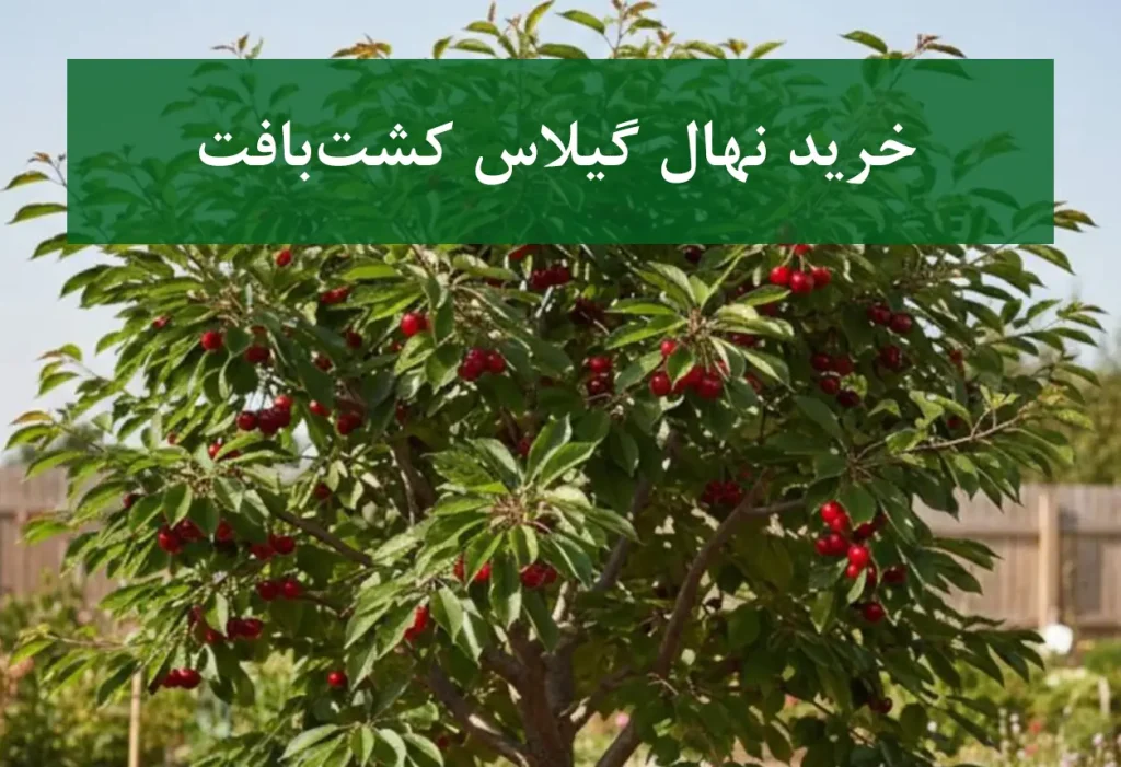 خرید نهال گیلاس کشت بافت + نهال سالم و پربار