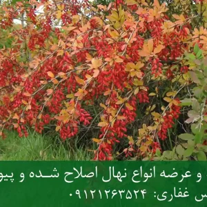 خرید و فروش عمده نهال زرشک پلویی + قیمت مناسب