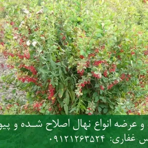 خرید و فروش و قیمت نهال زرشک سیاه + نهال سالم