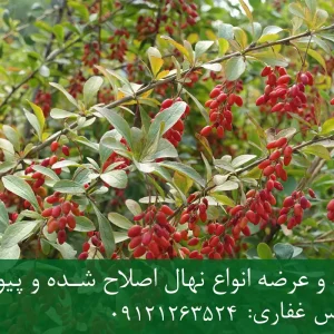 خرید و قیمت فروش نهال زرشک پفکی + نهال بی‌دانه