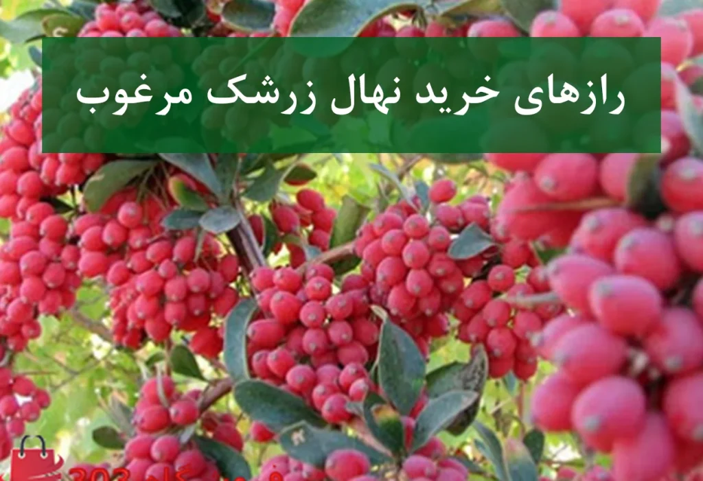 رازهای خرید نهال زرشک مرغوب + نهال سالم و پربار