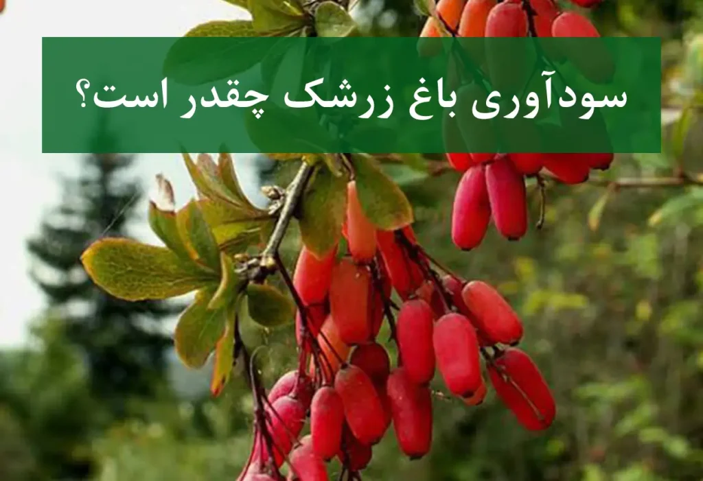 سودآوری باغ زرشک + میزان برداشت و درآمد محصول