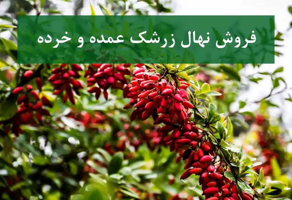 فروش نهال زرشک در کرج + نهال زرشک عمده و خرده و پربار