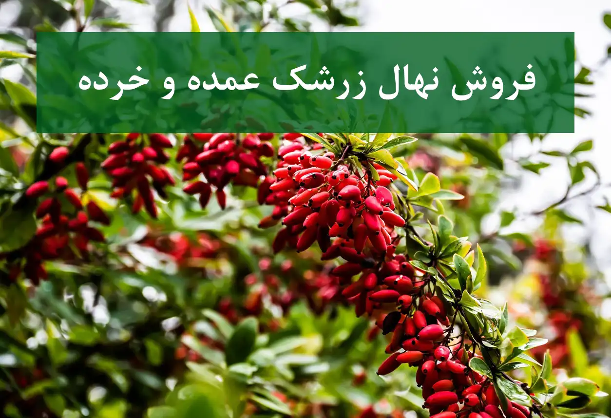 فروش نهال زرشک در کرج + نهال زرشک عمده و خرده و پربار