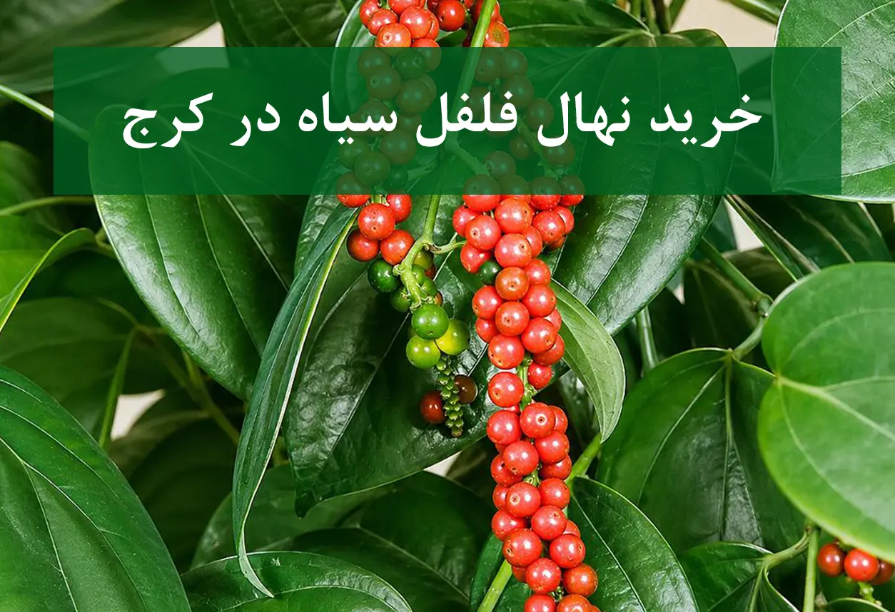 فروش نهال فلفل سیاه در کرج + مناسب کشت گلخانه‌ای