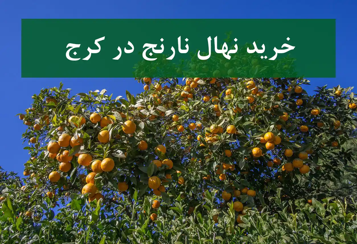 فروش نهال نارنج در کرج + مناسب احداث باغ نارنج