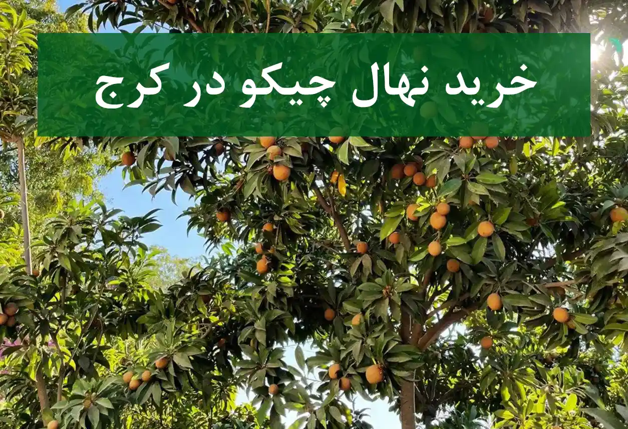 فروش نهال چیکو در کرج + مناسب کشت گلخانه‌ای