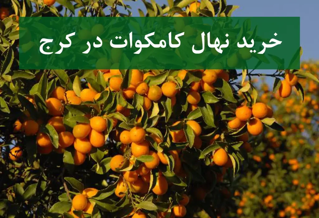 فروش نهال کامکوات در کرج + مناسب باغ و گلخانه مرکبات