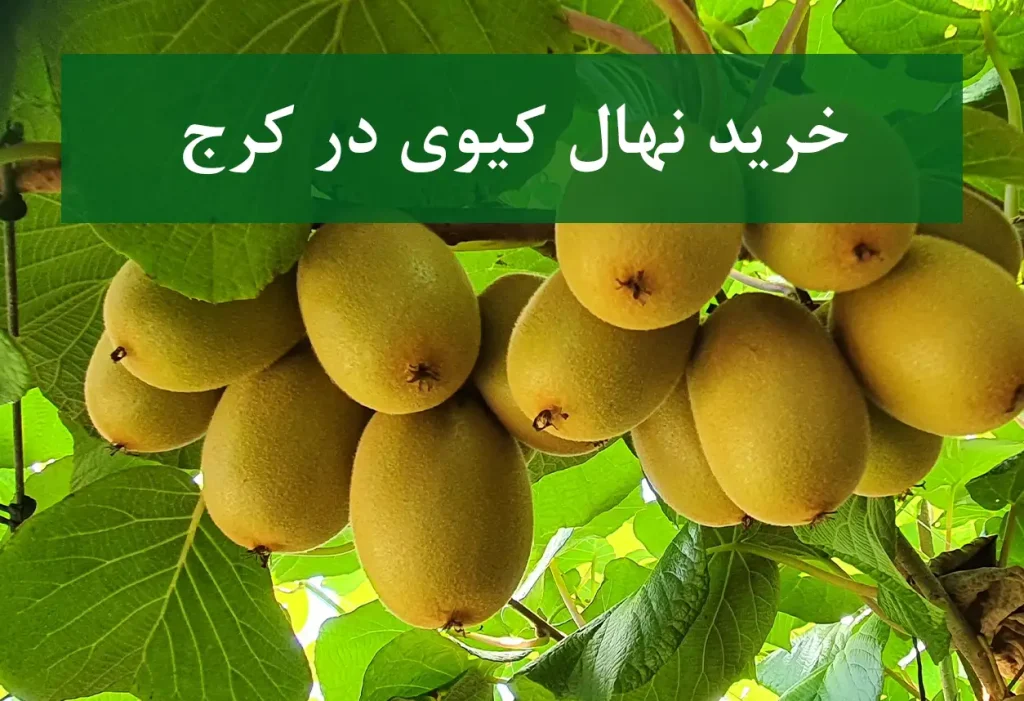 فروش نهال کیوی در کرج + مناسب احداث باغ کیوی
