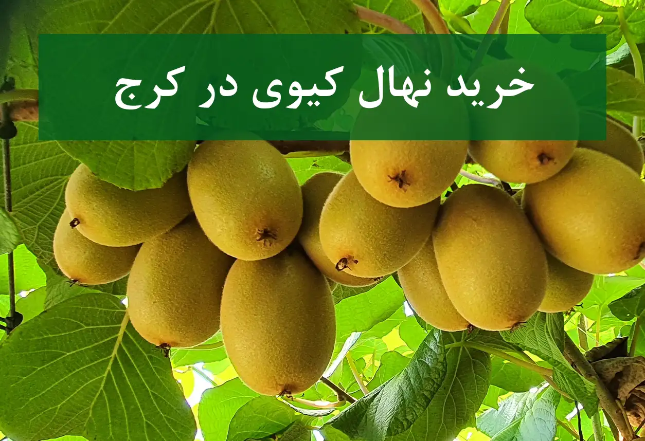 فروش نهال کیوی در کرج + مناسب احداث باغ کیوی