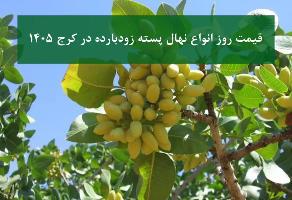قیمت روز انواع نهال پسته زودبارده در کرج + نهال سالم و پربار