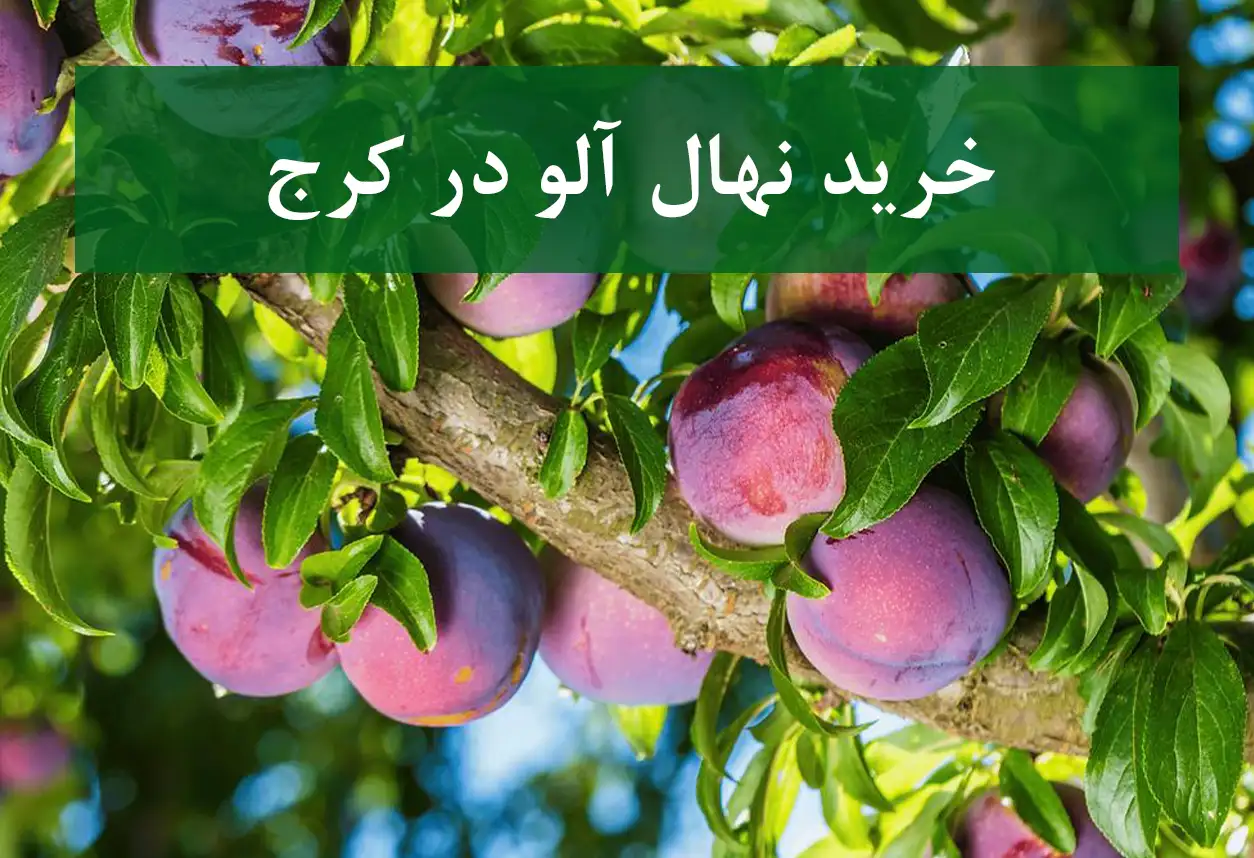 قیمت نهال آلو در کرج + نهال آلو سالم و پربار