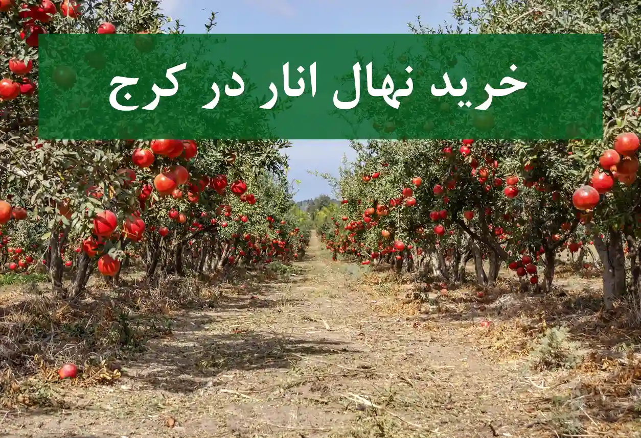قیمت نهال انار در کرج + نهال انار سالم و پربار