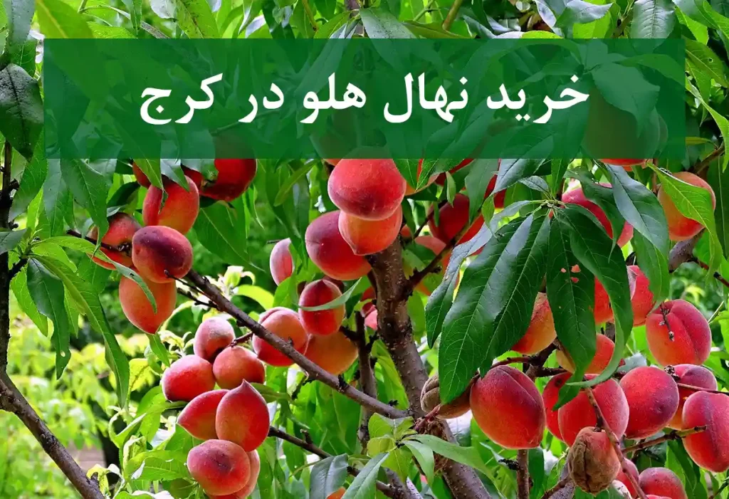 قیمت نهال انبه در کرج + نهال انبه سالم و پربار