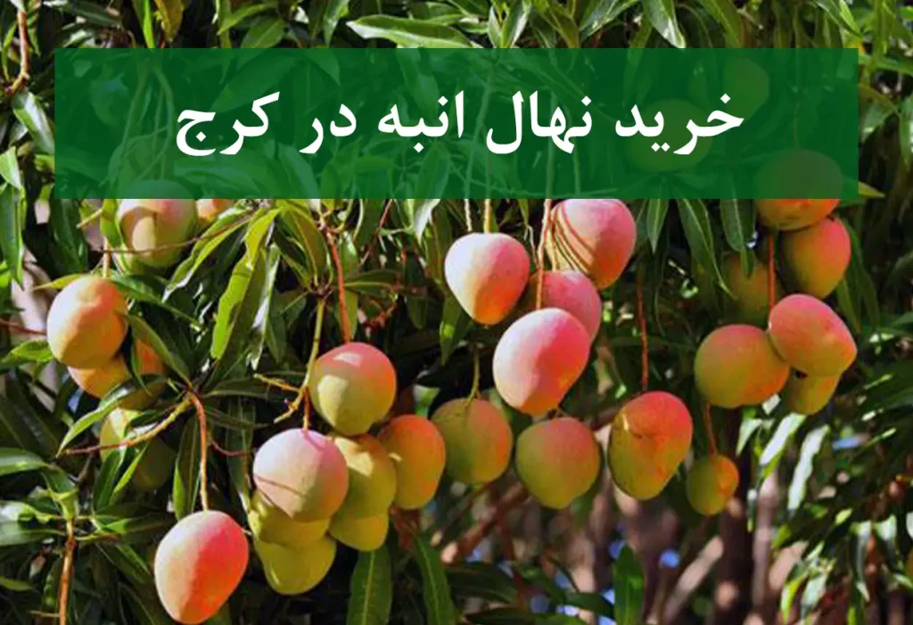 قیمت نهال انبه در کرج + نهال انبه سالم و پربار