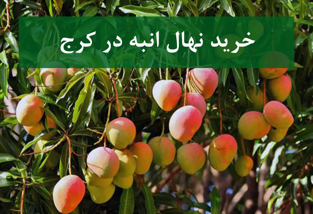 قیمت نهال انبه در کرج + نهال انبه سالم و پربار