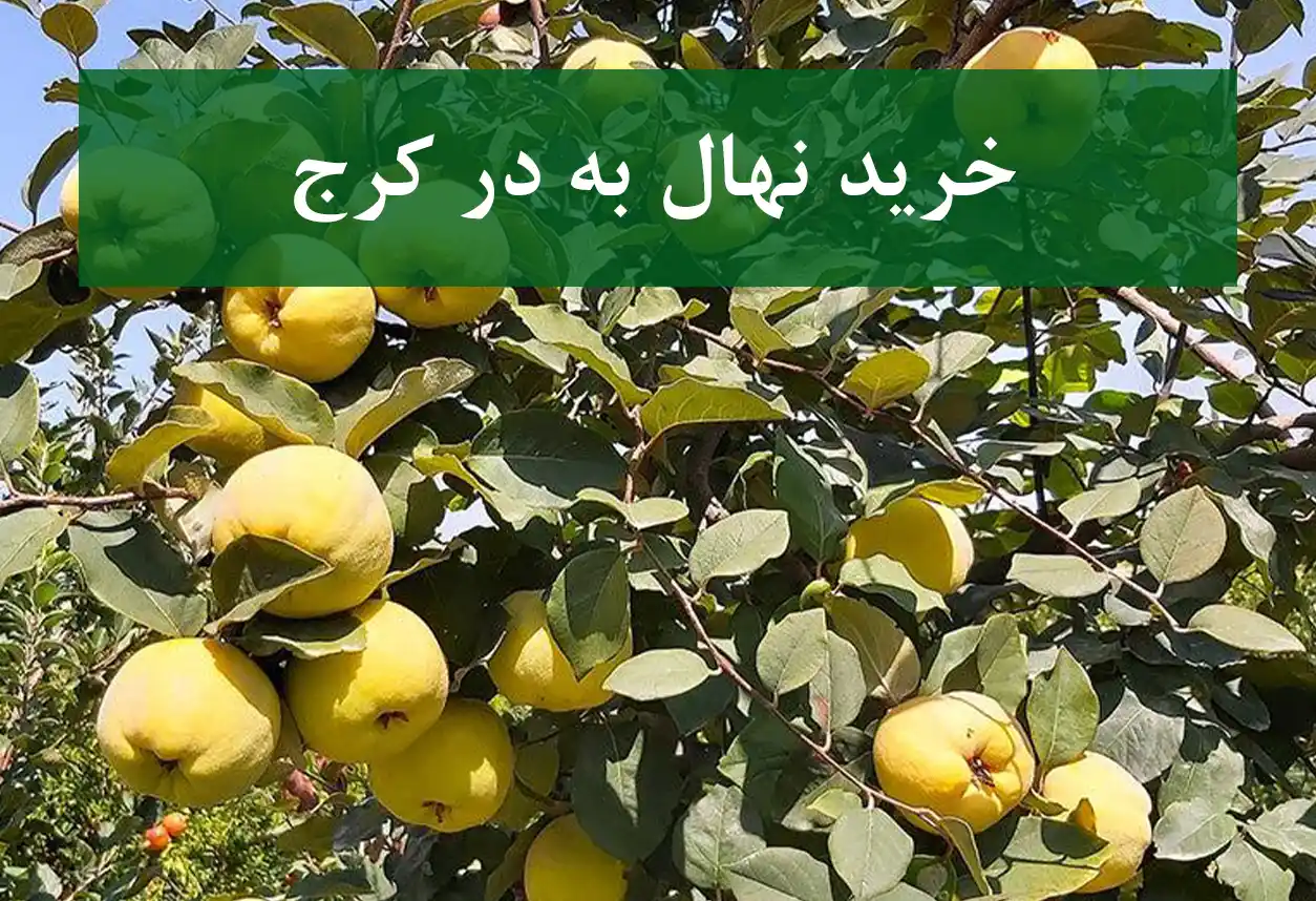 قیمت نهال به در کرج + نهال به سالم و پربار