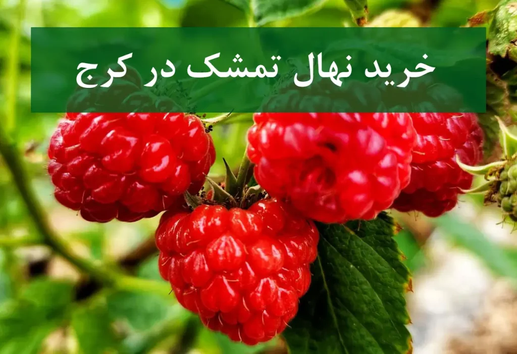 قیمت نهال تمشک در کرج + نهال تمشک سالم و پربار