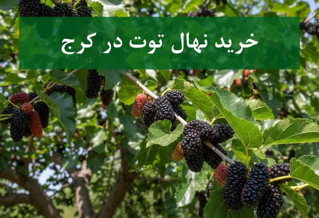 قیمت نهال توت در کرج + نهال توت سالم و پربار
