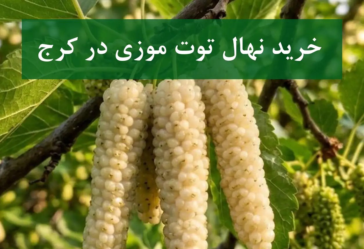 قیمت نهال توت موزی در کرج + نهال توت موزی سالم و پربار