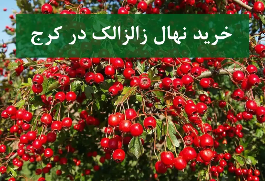 قیمت نهال زالزالک در کرج + نهال زالزالک سالم و پربار