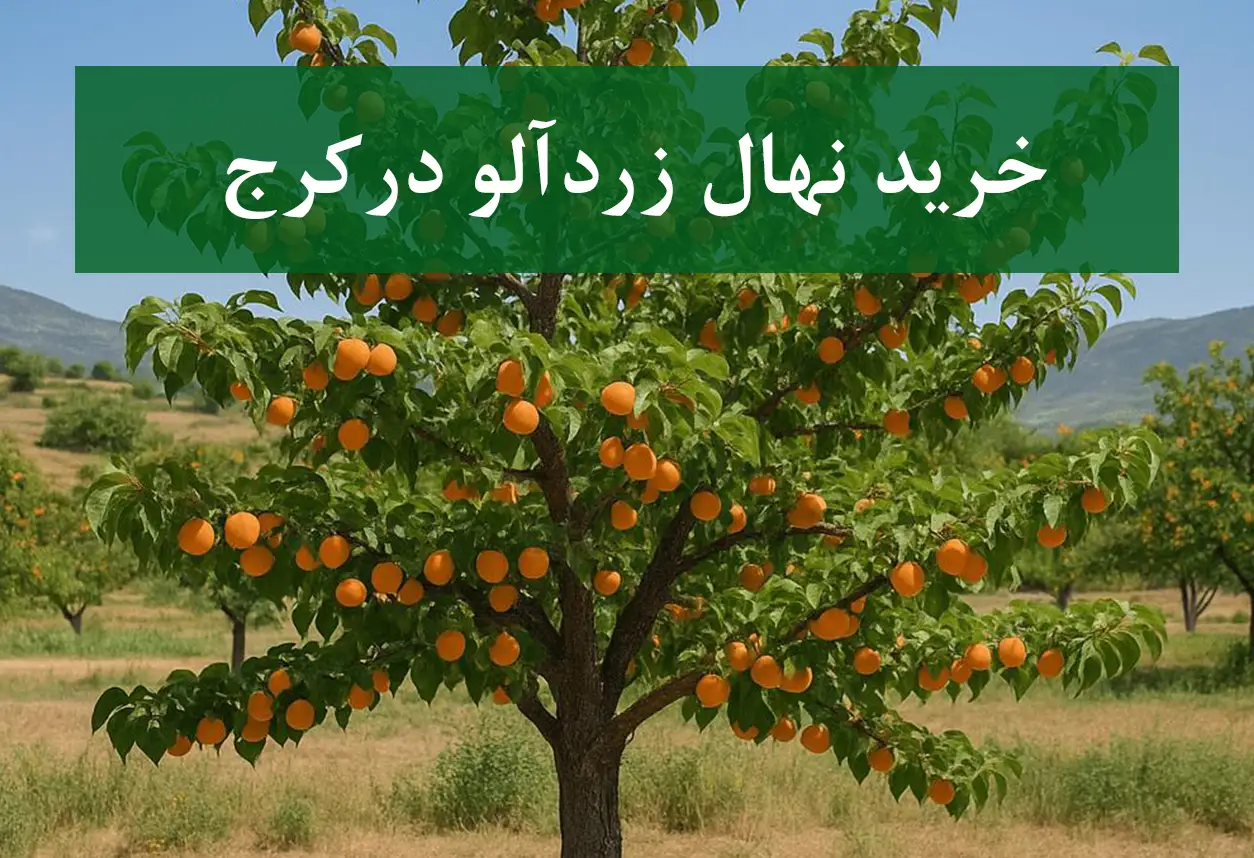 قیمت نهال زردآلو در کرج + نهال زردآلو سالم و پربار