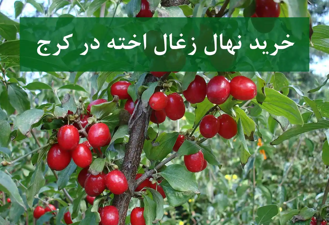 قیمت نهال زغال اخته در کرج + نهال زغال اخته سالم و پربار