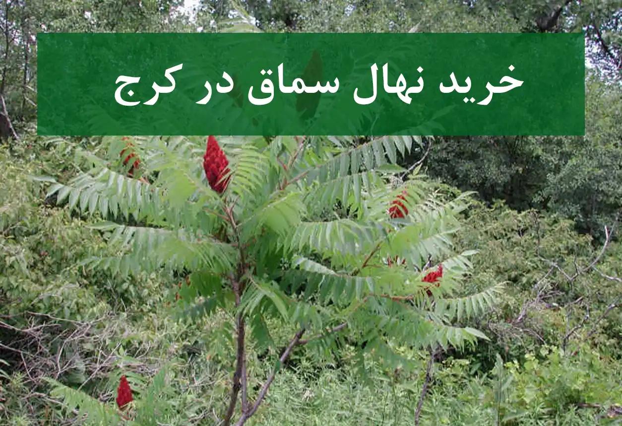 قیمت نهال سماق در کرج + نهال سماق سالم و مقاوم