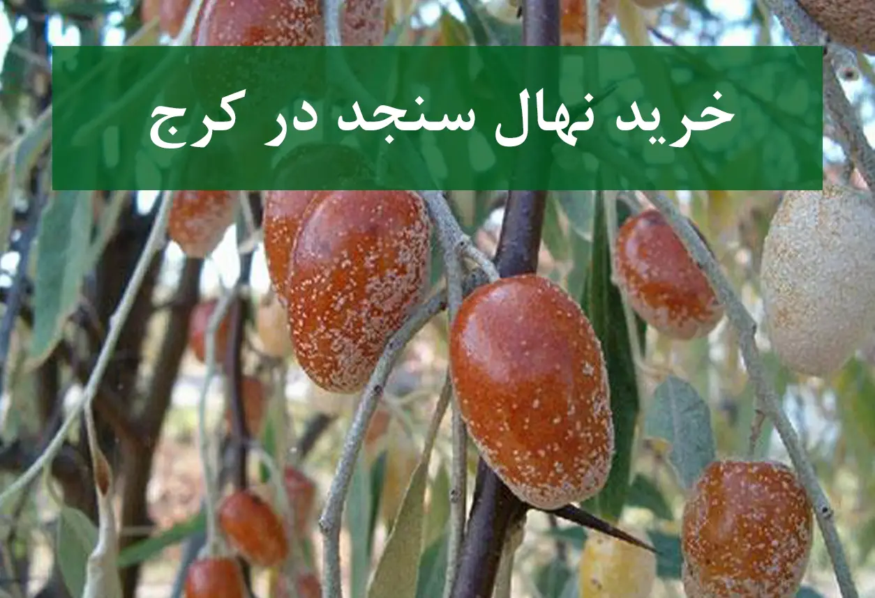 قیمت نهال سنجد در کرج + نهال سنجد سالم و پربار