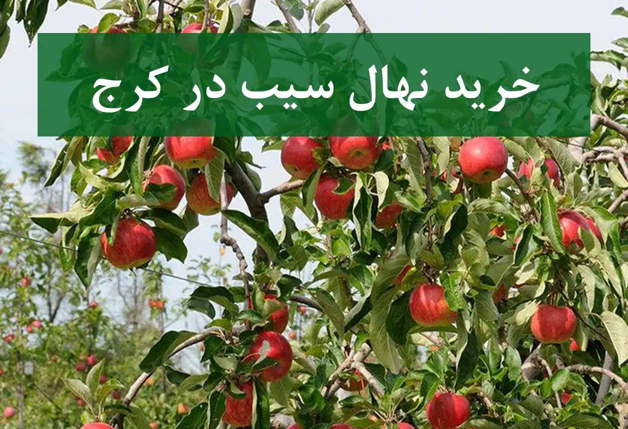 قیمت نهال سیب در کرج + نهال سیب پیوندی و سالم
