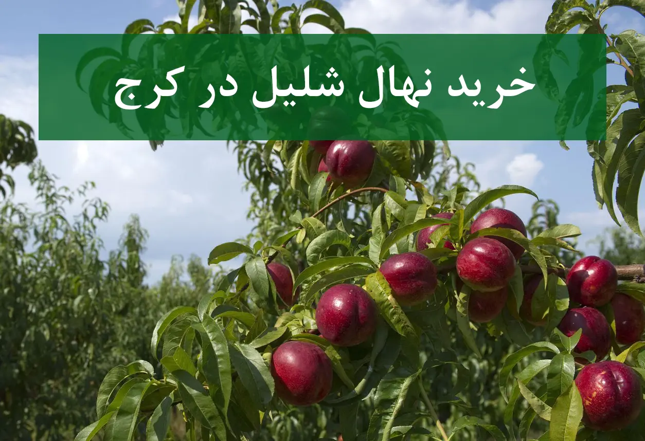 قیمت نهال شلیل در کرج + نهال شلیل پیوندی و سالم