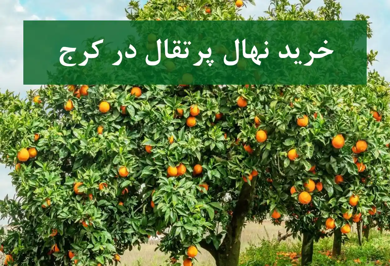 قیمت نهال پرتقال در کرج + نهال پرتقال سالم و پربار