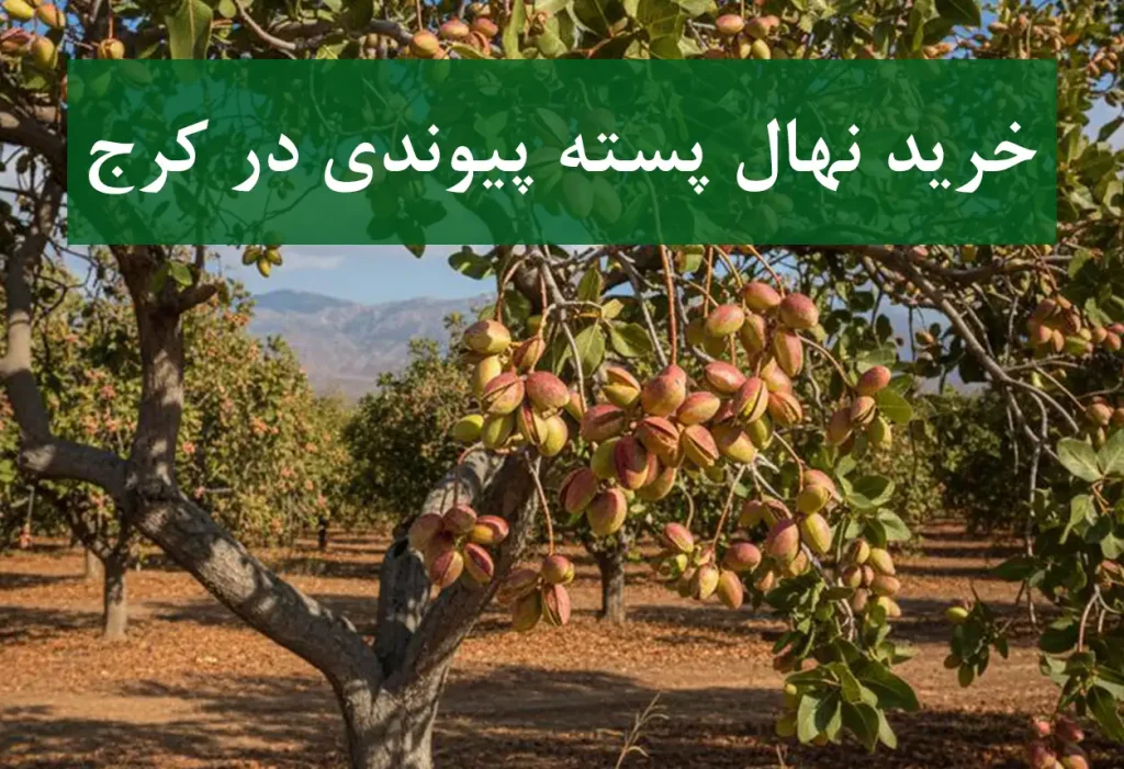 قیمت نهال پسته پیوندی در کرج + نهال سالم و دارای گواهی سلامت