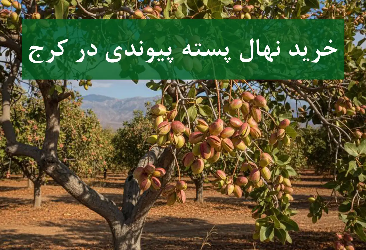 قیمت نهال پسته پیوندی در کرج + نهال سالم و دارای گواهی سلامت