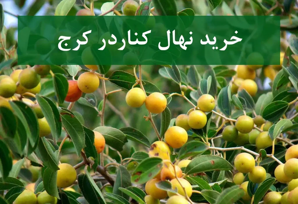 قیمت نهال کنار در کرج + نهال کنار سالم و مقاوم
