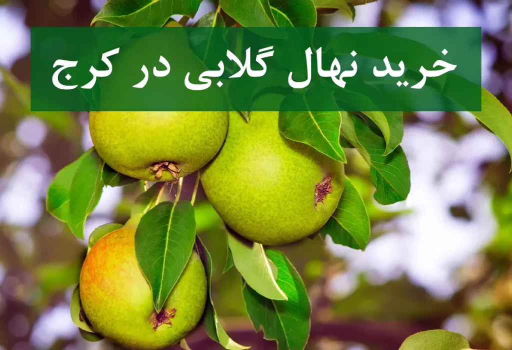 قیمت نهال گلابی در کرج + نهال پیوندی و دارای گواهی سلامت