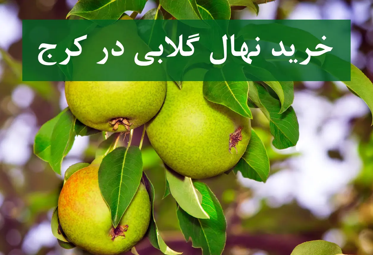 قیمت نهال گلابی در کرج + نهال پیوندی و دارای گواهی سلامت